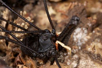 Media type: image;   Invertebrate Zoology 29276